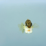 Stickleback