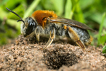 Andrena haemorrhoa (f)