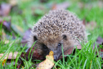 Hedge hog_ AGTO171