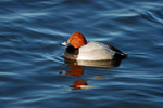 Common Pochard