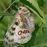Apollo or mountain Apollo (Parnassius apollo)