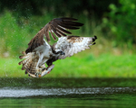 Scottish Osprey lifts off with a trout at Rothiemurchus