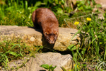 American mink Mustela vison-6558