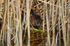 Water Vole