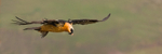 Bearded Vulture