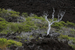 Lava field, Kealakomo Overlook, Hawaii