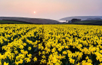 Daffodils