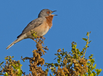 Sub Alpine Warbler.