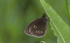 Ringlet Butterfly at Prees Heath, Shropshire