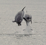 Bottlenose Dolphins - Tursiops truncatus