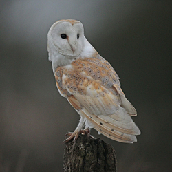 Barn Owl perched on a post