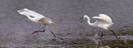 Little Egrets (Egretta garzetta) chasing