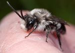 Andrena cineraria (m)