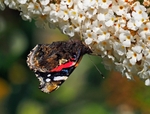 Red Admiral