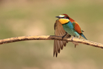 European Bee-Eater portfolio