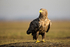 White-tailed Eagle