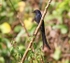 Ashy Drongo