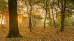 Autumn Woodland Sunrise:188E