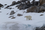 Polar bear in Arctic landscape