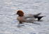Wigeon