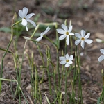 Autumn narcissus (Narcissus serotinus)