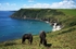 Horses on the coast path at Lantic Bay