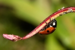 Ladybird Looking For Food