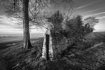 Day 5 - Tree and Wall