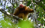 Uacari monkey