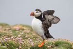 Puffen Cute 15