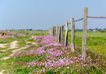 Clifftop Thrift / Sea Pinks - 9