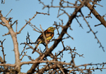 Cirl Bunting