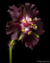 Geranium phaeum
