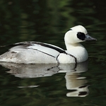 Smew
