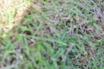 SBM_06010