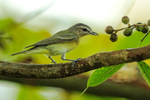 Philadelphia Vireo looking for food, Costa Rica