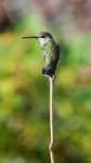 Anna's Hummingbird female