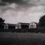 Chicken Sheds, Filby Heath.