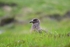 Great Skua