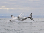 Great White Shark breach (frame 12), Mossel Bay, South Africa