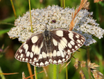 Marbled White (male) feeding on Wild Carrot at Durlston