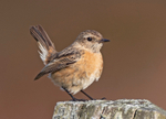 Stonechat (F) - Saxicola rubicola