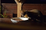 Pine Marten
