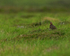 Red Grouse on Scottish moor