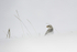 Snow Forager