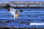 Kelp Goose (female) manoeuvring to land, Carcass Island, Falklands