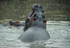 Hippo pool