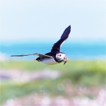 Puffin In Flight II