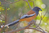 Treepie