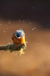 KINGFISHER no 16